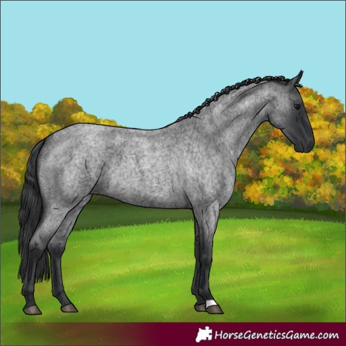 Horse Color:Blue Roan 