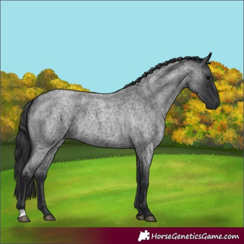 Horse Color:Blue Roan 