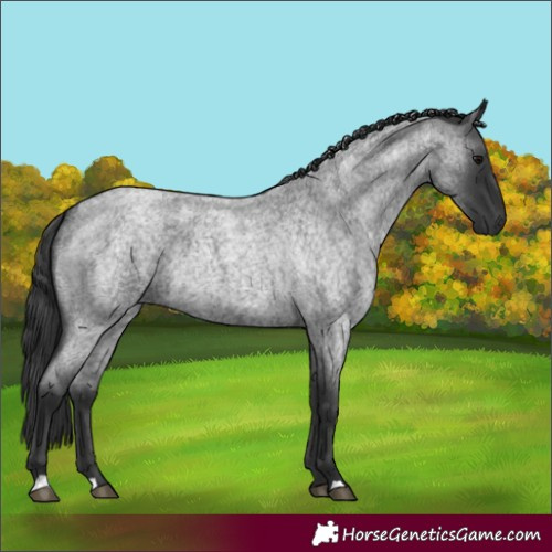 Horse Color:Blue Roan 