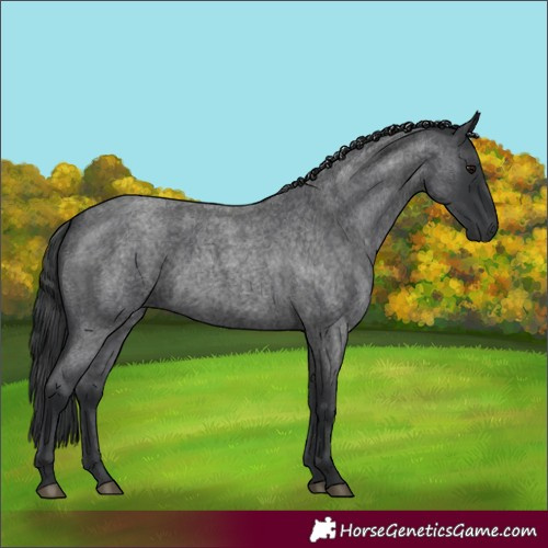 Horse Color:Blue Roan 