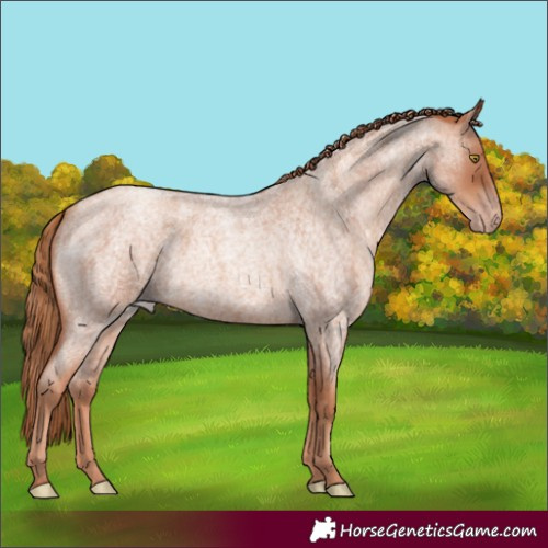 Horse Color:Gold Champagne Roan 