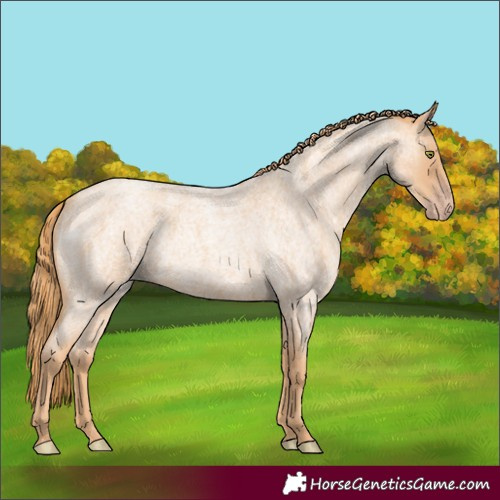 Horse Color:Gold Champagne Roan 