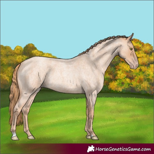 Horse Color:Gold Champagne Roan 
