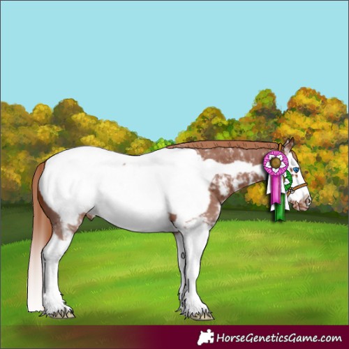 Horse Color:Chestnut Sabino Splash Frame Near Fewspot 
