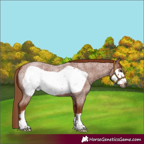 Horse Color:Red Roan Frame 
