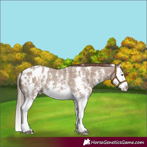Horse Color:Classic Champagne Sabino Splash Blanket 