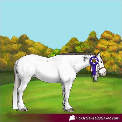 Horse Color:Smoky Black Splash Near Fewspot 