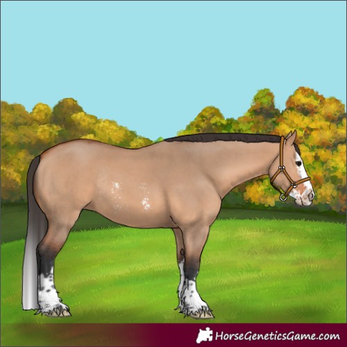 Horse Color:Bay Dun Sabino Splash Rabicano 