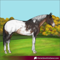 Horse Color:Brown Sabino Tobiano Appaloosa Rabicano 