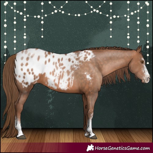 Horse Color:Brown Pearl Sabino Appaloosa 