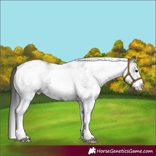 Horse Color:White Spotted Black 