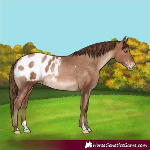 Horse Color:Brown Pearl Appaloosa 