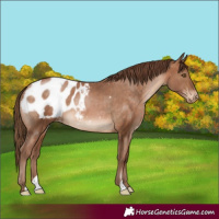 Horse Color:Brown Pearl Appaloosa
