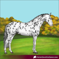Horse Color:White Spotted Black Splash Tobiano Frame Appaloosa