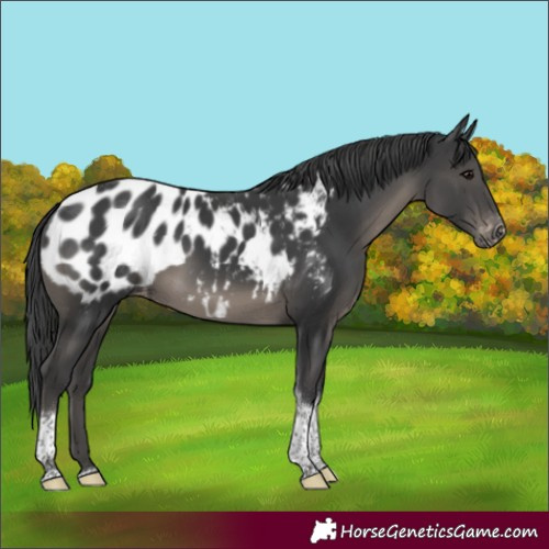 Horse Color:Black Sabino Tobiano Appaloosa 
