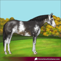 Horse Color:Buckskin Sabino 