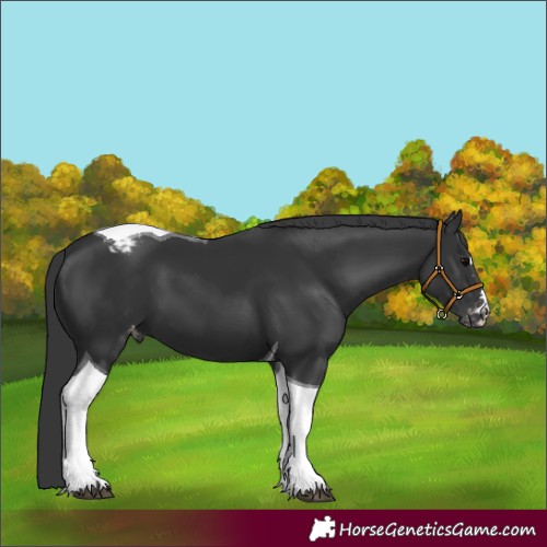 Horse Color:Black Tobiano Appaloosa 