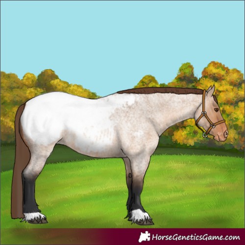 Horse Color:Bay Roan Dun Appaloosa 