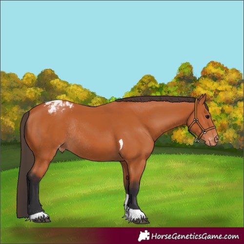 Horse Color:Bay Tobiano Appaloosa Rabicano 