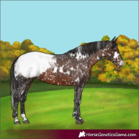 Horse Color:White Spotted Liver Chestnut Appaloosa 