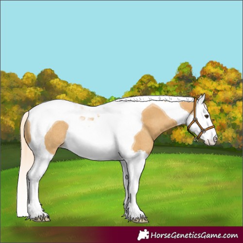 Horse Color:Palomino Dun Splash Tobiano Varnish Rabicano 