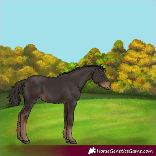 Horse Color:Liver Chestnut 