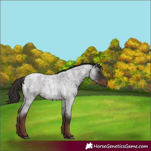 Horse Color:Liver Red Roan 