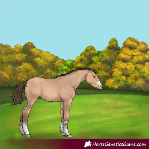 Horse Color:Amber Champagne 