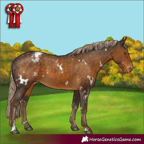 Horse Color:White Spotted Chocolate Palomino Appaloosa 