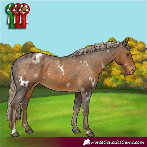 Horse Color:White Spotted Chocolate Palomino Appaloosa 
