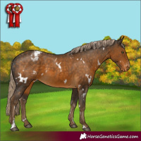 Horse Color:White Spotted Chocolate Palomino Appaloosa 