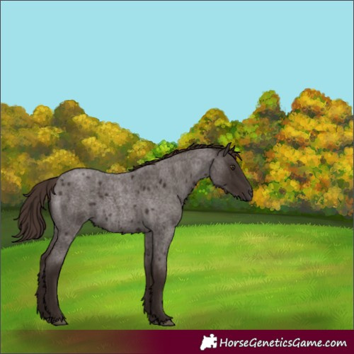 Horse Color:Liver Red Roan