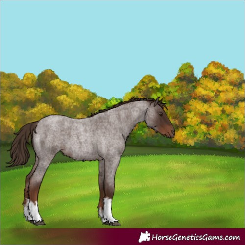 Horse Color:White Spotted Liver Red Roan 