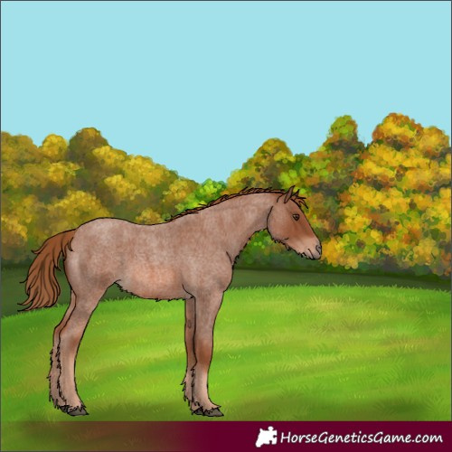 Horse Color:Red Roan 