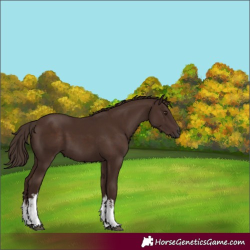 Horse Color:White Spotted Liver Chestnut 