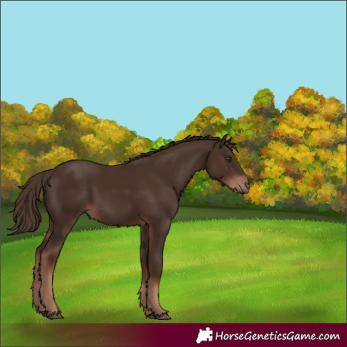 Horse Color:Liver Chestnut 
