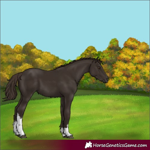 Horse Color:White Spotted Liver Chestnut 