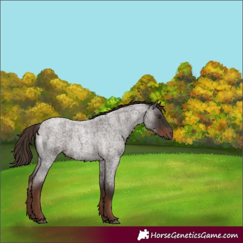 Horse Color:Liver Red Roan 