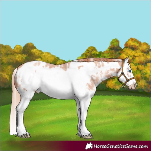 Horse Color:Gold Champagne Sabino Splash Frame Appaloosa 
