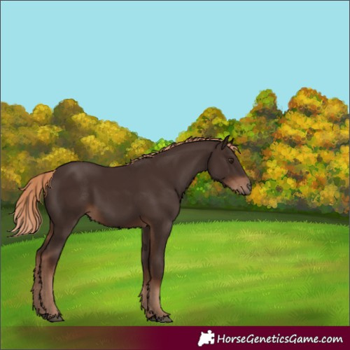 Horse Color:Liver Chestnut 