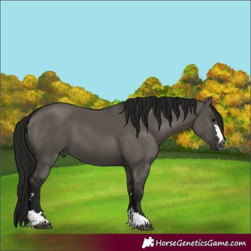 Horse Color:Gray Grullo