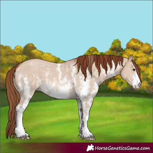 Horse Color:Red Dun Sabino Appaloosa 