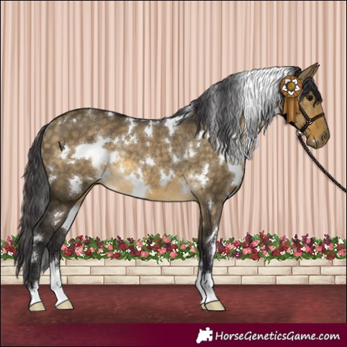 Horse Color:White Spotted Buckskin Dun Rabicano 