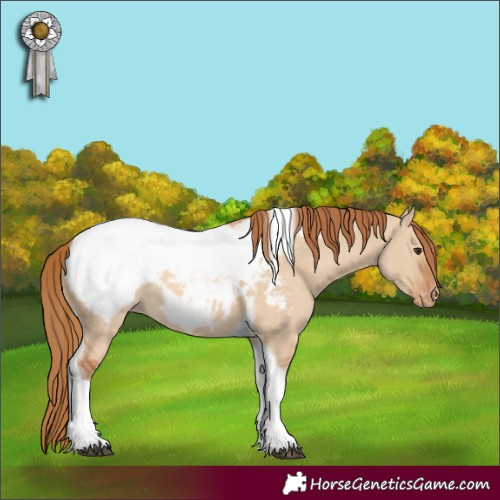 Horse Color:Red Dun Tobiano Appaloosa Rabicano 