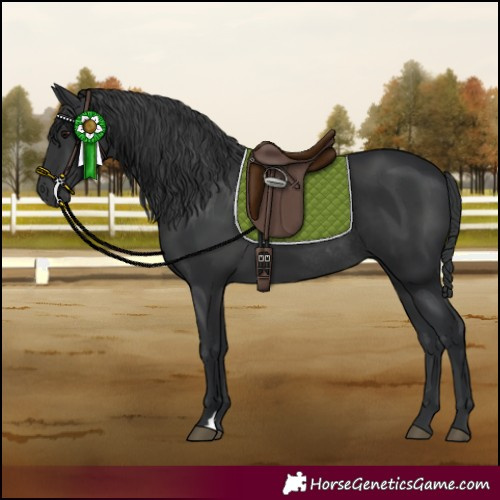 Horse Color:Black Rabicano