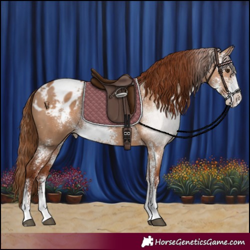 Horse Color:Red Dun Sabino Appaloosa Rabicano 