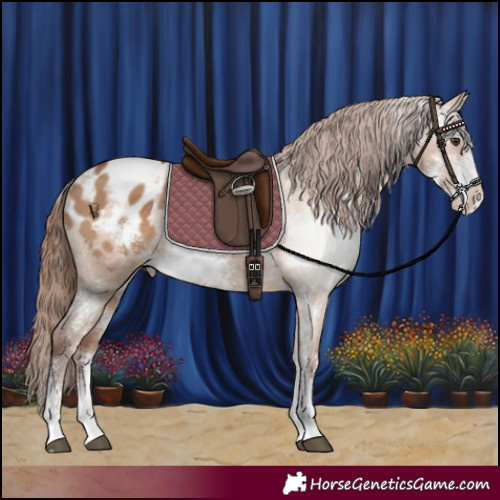 Horse Color:Red Dun Sabino Varnish Rabicano 