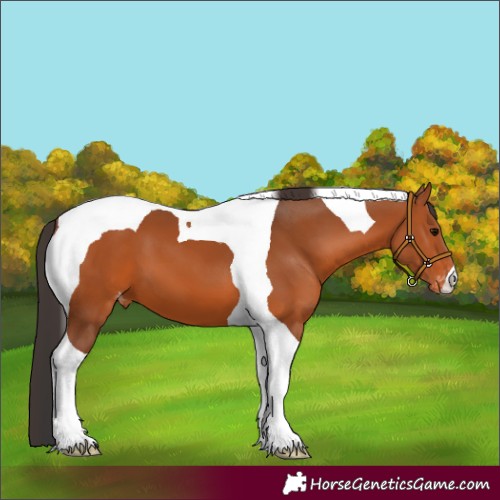 Horse Color:Bay Tobiano Appaloosa