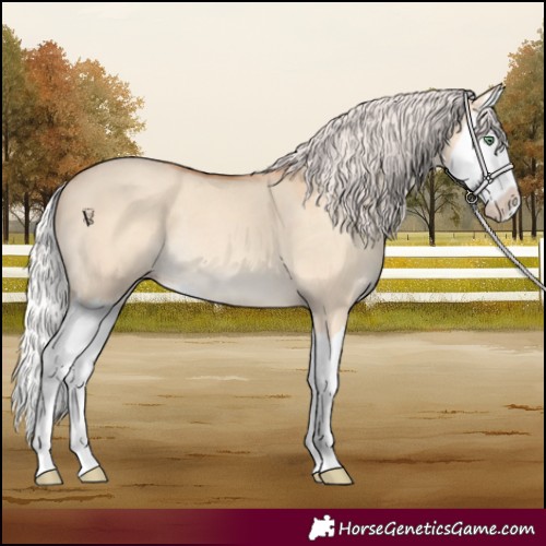 Horse Color:Silver Amber Champagne Dun Splash 