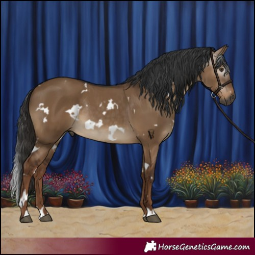 Horse Color:Gray White Spotted Liver Red Dun Rabicano 